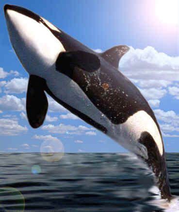 It is difficult to determine just how high a killer whale can jump because they avoid humans in the wild. Pin on horses