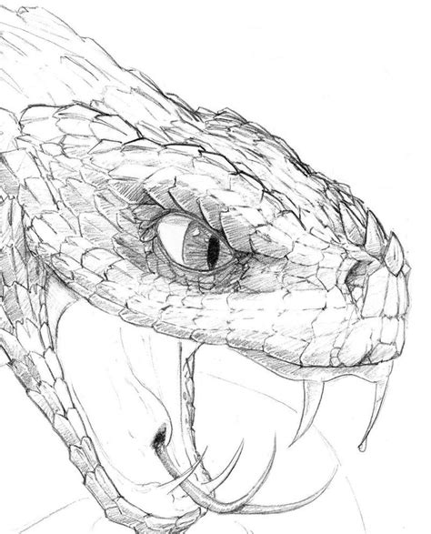 How To Draw A Realistic Snake Face