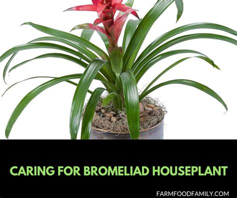 Bromeliad Plant Care How To Grow Bromeliad The Right Way