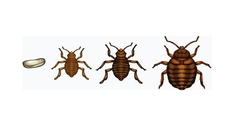 Key Facts You Need To Know About Bed Bug Eggs And Larvae