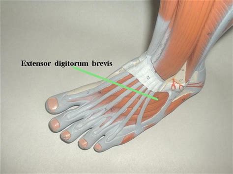 4 in each foot, each with 2 heads o: Extensor Digitorum & Hallucis Brevis - Anatomy - Orthobullets