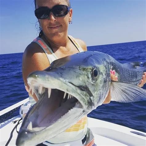 Barracuda Teeth Toothy Facts And Pictures Strike And Catch