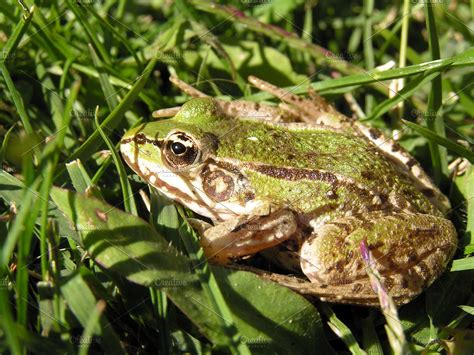 Frog In The Grass Stock Photo Containing Animals And Photography High