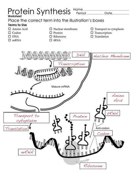Transcription and translation practice worksheet example: Protein Synthesis Worksheet Page 2 | Biology lessons, Biology teacher, Teaching biology