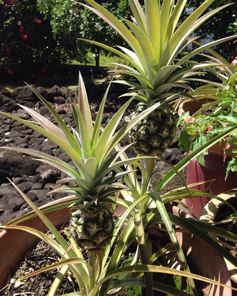 Grow Your Own Pineapples By Taking The Crown Off Another Pineapple And