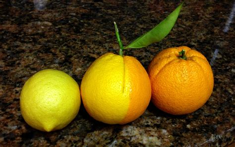 Half Lemon Half Orange Strange Citrus Fruit In Lemonade