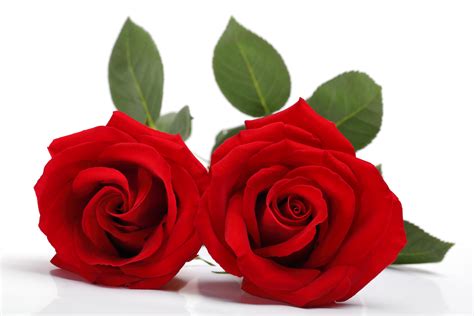 Two Red Roses On White Surface Hd Wallpaper Wallpaper Flare