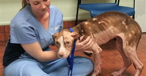 Abused Dog Receives Outpouring Of Sympathy