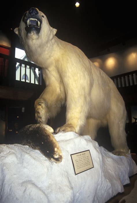 Stuffed Polar Bear In Fairbanks Museumplanetarium In St Johnsbury Vt