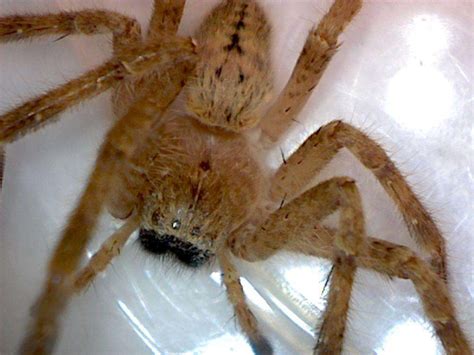 Golden Huntsman Spider Olios Giganteus Foothill Sierra Pest Control