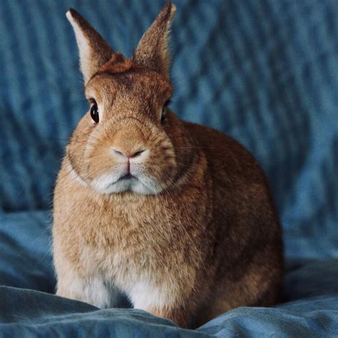 Where Can I Buy A Netherland Dwarf Rabbit Near Me Find Out Here All