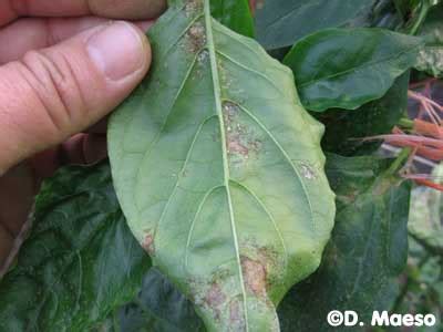 Peppers were going great but noticed a yellowish fungus on the leaves. Fainarea ardeilor - Leveillula taurica