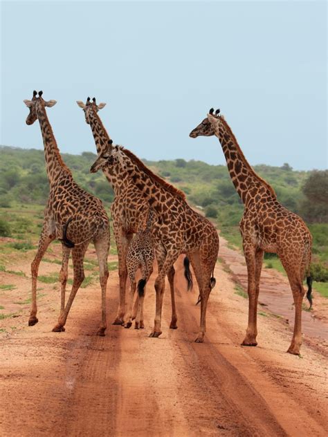 Giraffen Im Nationalpark Amboseli Kenia Foto And Bild World Natur