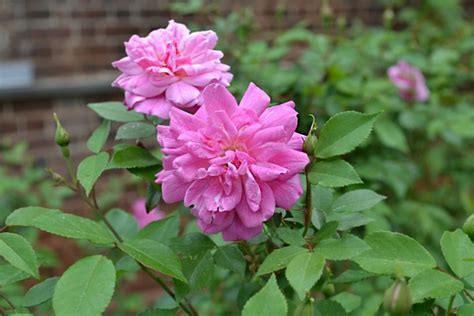 Old Blush China Rose Rosa Chinensis Thomas Jeffersons Monticello