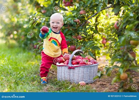 Baby Boy Picking Apples In Fruit Garden Stock Photo Image Of Garden