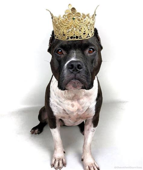 Gold Dog Crown Pet Crown Crown For Dogs Pet Accesories Dog Pet