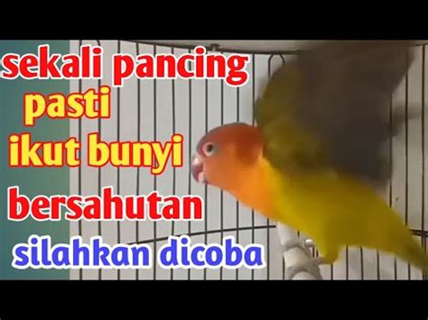 Masteran Suara Lovebird Ini Mampu Membuat Lovebirds Anda Jadi Rajin