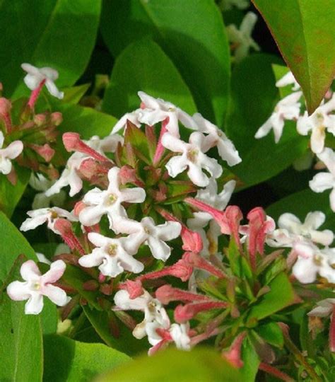 Top 10 Scented Plants That Will Make Your Garden A Fragrant Paradise