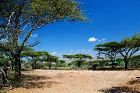Savanna Landscape In Africa Amboseli Kenya — Stock Photo © Photocreo