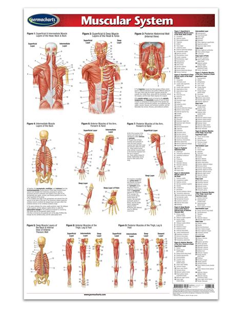 For your reference value these charts show the major superficial and deep muscles of the human body. Muscular System Poster - 24" x 36' Laminated Quick ...