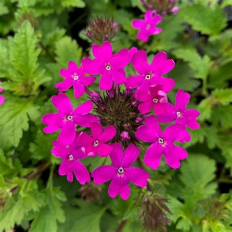 Verbena Canadensis Perfecta Spike Speedwell 4 Pot Little