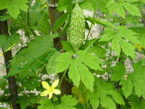 You can also grow this vine on pergolas, arches, or mini arbors. Bitter Melon (Bitter Gourd) Benefits, How to Cook, Recipes