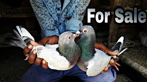 Dubaaj Madrasi Pigeon For Sale Delhi 86 Sold Out Youtube