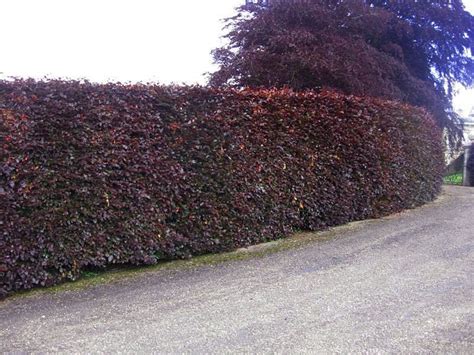 A Hedge Along The Side Of A Road