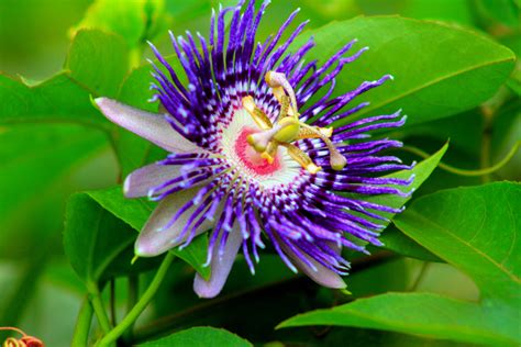 50 unbelievable benefits of passion flower tea you must know 2023