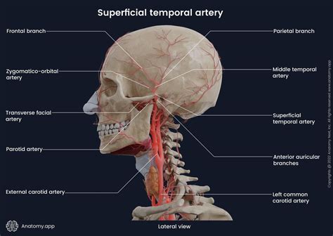 Superficial Temporal Artery Encyclopedia Anatomyapp Learn