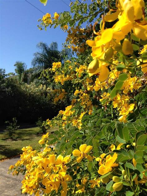 Please can you help me id this tree in south florida with yellow flowers and insect wing type leaves Yellow-flowering cassia is a fall spectacle | Evergreen ...