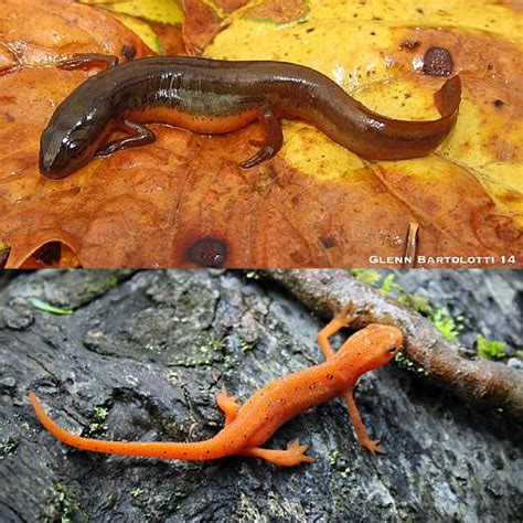 What Is The Difference Between A Salamander And A Newt Amphipedia