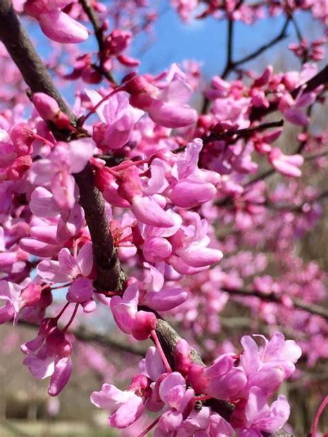 Spring Pink Flowering Tree Identification 10 Beautiful Pink Flowering