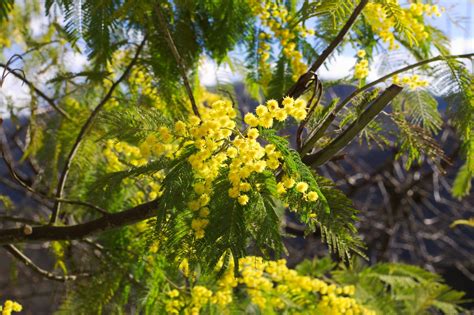 Mimosas Flower Yellowfree Pictures Free Photos Free Image From