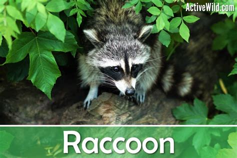 Interesting Facts About Raccoons Just Fun Facts