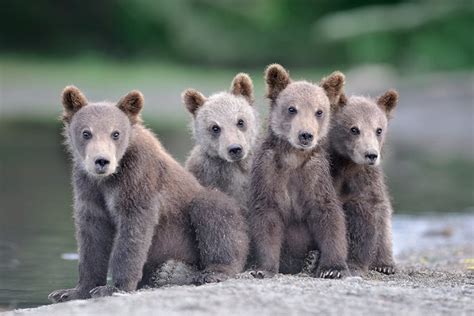 Little Bears Bear Cubs Animals Brown Bear