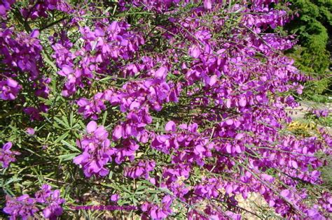 Plantfiles Pictures Purple Broom Polygala Virgata By Kell