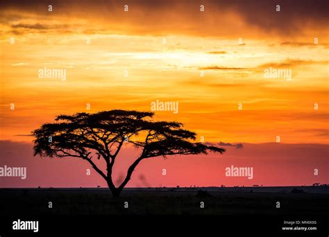 Solitary Tree In The Savanna Against A Background Of A Stunning Sunset