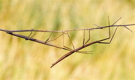 Facts About The Walking Stick Bug Sciencing