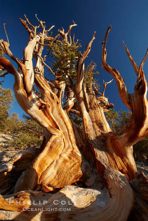 Ancient Bristlecone Pine Tree Pinus Longaeva White Mountains Inyo