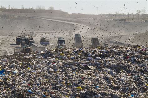 Dump Trucks And Landfill Lizsnyder