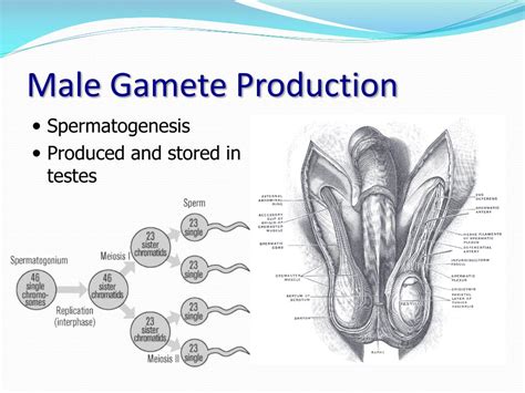 Ppt Meiosis And Variation Powerpoint Presentation Free Download Id