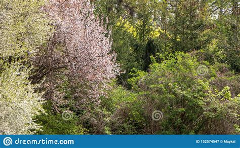 Spring Deciduous Forest With Green Trees Grass And Flowering Bushes