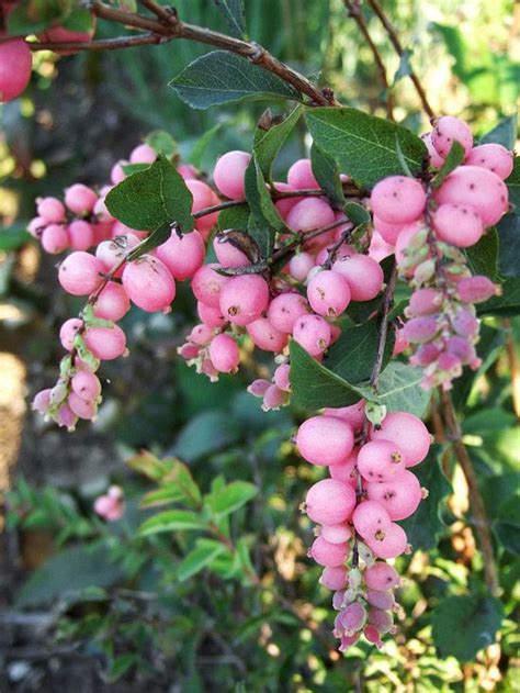 At First Glance You May Not Think Sweet Sensation Snowberry Is Real In The Fall When Its