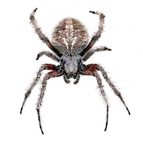 Orb Weaver Spider Identification Habits And Behavior Johnson Pest Control