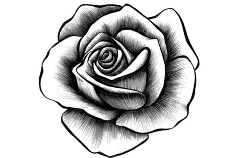 Unduh 85 Gambar Bunga Mawar Yang Mudah Digambar Hd Terbaik Gambar