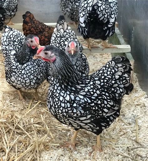 Silver Laced Wyandotte Bantams Chickens Backyard Chicken Breeds Pet