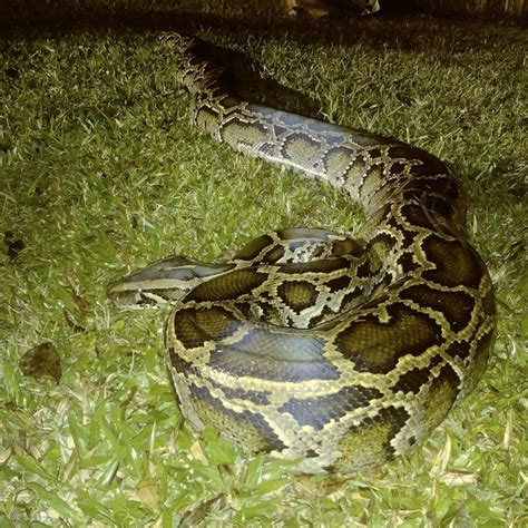5000 Burmese Pythons Caught In Florida Everglades