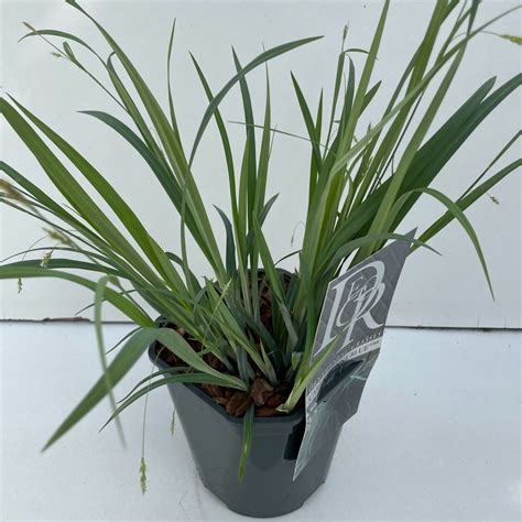 Carex Laxiculmis Bunny Blue — Hurtownia Roślin Floraccess