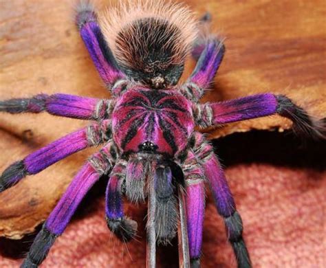 Even A Spider Is Prettier In Purple Pet Spider Creepy Spider Cool